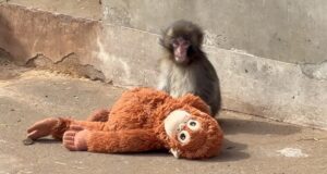 Ο μικρός πίθηκος Punch βρήκε συντροφιά, δείτε εικόνες με τις τρυφερές αγκαλιές