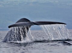 Τα παράξενα πλάσματα που ζουν στα βάθη των ωκεανών και τρέφονται με φάλαινες
