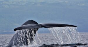 Τα παράξενα πλάσματα που ζουν στα βάθη των ωκεανών και τρέφονται με φάλαινες