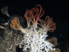 Πώς ο Επίτροπος Κάδης μπορεί να καταγράψει μια επιτυχία για τη Μεσόγειο με την αλλαγή του ορίου του αλιευτικού βάθους