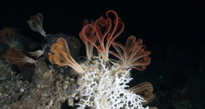 Πώς ο Επίτροπος Κάδης μπορεί να καταγράψει μια επιτυχία για τη Μεσόγειο με την αλλαγή του ορίου του αλιευτικού βάθους