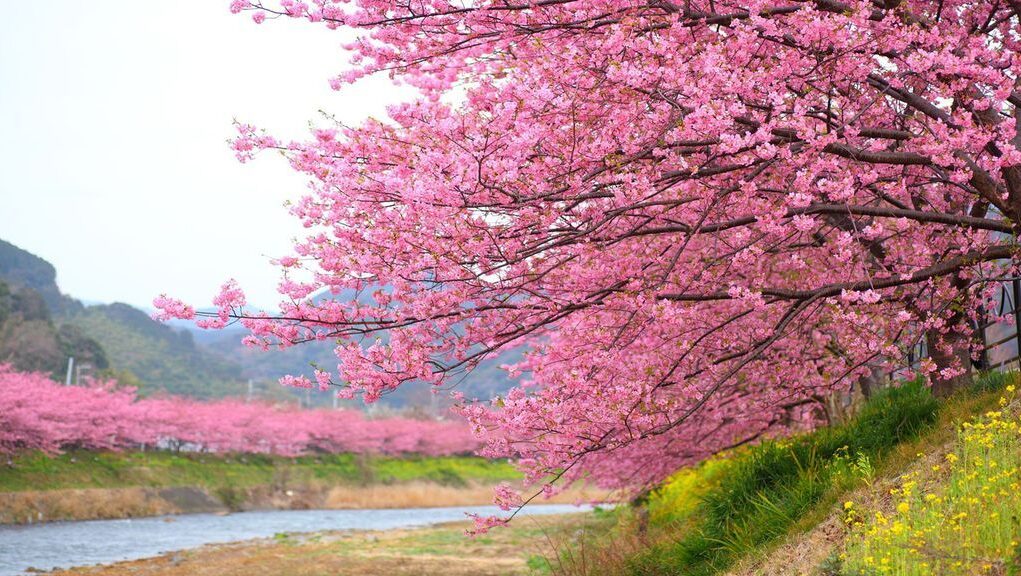Japan-Cherry-Blossoms2C-123rf (1)