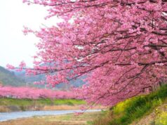 Η μαγεία των Sakura επιστρέφει στον Κάμπο – Το πιο ανοιξιάτικο φεστιβάλ της Κύπρου για 3η χρονιά