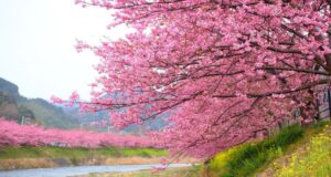 Η μαγεία των Sakura επιστρέφει στον Κάμπο – Το πιο ανοιξιάτικο φεστιβάλ της Κύπρου για 3η χρονιά