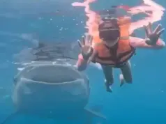 Κολυμβήτρια πόζαρε για υποβρύχια φωτογραφία στις Φιλιππίνες και τις έκανε photobombing ένας… φαλαινοκαρχαρίας