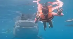 Κολυμβήτρια πόζαρε για υποβρύχια φωτογραφία στις Φιλιππίνες και τις έκανε photobombing ένας… φαλαινοκαρχαρίας