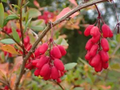 Βερβερίνη: Ένα υποσχόμενο συμπλήρωμα με πολλά οφέλη