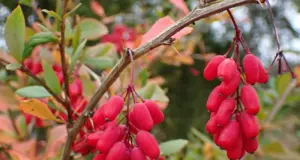 Βερβερίνη: Ένα υποσχόμενο συμπλήρωμα με πολλά οφέλη