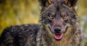 Απαραίτητοι οι λύκοι για διατήρηση ισορροπίας των οικοσυστημάτων εξηγούν ειδικοί