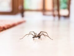 Kαταπίνουμε αράχνες ή έντομα στον ύπνο μας; Κι αν ναι, τι μπορεί να συμβεί