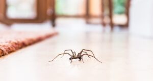 Kαταπίνουμε αράχνες ή έντομα στον ύπνο μας; Κι αν ναι, τι μπορεί να συμβεί