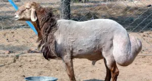 Tι είναι τα «παχύουρα» πρόβατα της Κυπρου και γιατί κινδυνεύουν