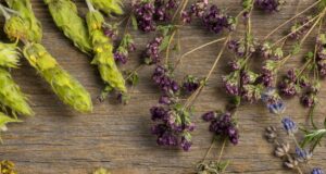 Φυσικές λύσεις για αέρια και φούσκωμα – 7 φυτά που βοηθούν την πέψη