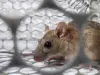 Τι είναι ο hantavirus που επιβεβαιώθηκε σε κρουαζιερόπλοιο στον Ατλαντικό