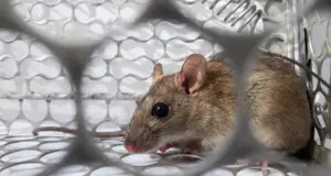 Τι είναι ο hantavirus που επιβεβαιώθηκε σε κρουαζιερόπλοιο στον Ατλαντικό