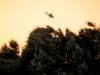 Μεγάλο πύρινο μέτωπο στο Ρέθυμνο -Δεν μπορούν να επιχειρήσουν τα εναέρια μέσα λόγω ισχυρών ανέμων