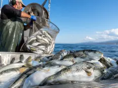 Σχεδόν 145 τόνοι λαγοκέφαλων αλιεύτηκαν σε 2 χρόνια