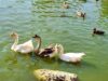 Ακόμα μια νεκρή χήνα στο Πάρκο Αθαλάσσας – Σε καραντίνα 4 άτομα λόγω γρίπης των πτηνών